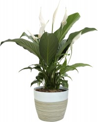 Costa Farms 15" Spathiphyllum Peace Lily Live Indoor Plant 