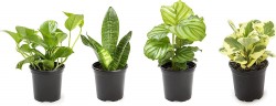 Plants for Pets 4-Piece Essential Houseplant Collection 