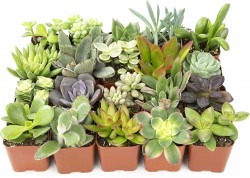 Altman Live Succulent Plants 20-Pack 
