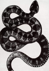 Nuloom 5x8-Foot Thomas Paul Serpent Area Rug 