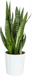 Up to 47% off Costa Farms Live Plants at Amazon