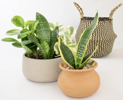 Altman Live House Plants Indoor Collection 