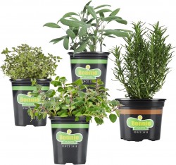 Bonnie Plants Herb Garden 4-Pack $20 at Amazon