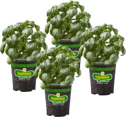 Bonnie Plants Sweet Basil Live Herb Plants 4-Pack $17 at Amazon