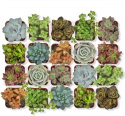 Altman Plants Succulent Discovery 20-Pack $21 at Amazon