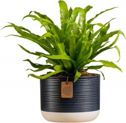 Up to 32% off Costa Farms Plant Deals at Amazon