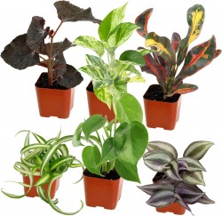 Easy to Grow Live House Plants 6-Pack 